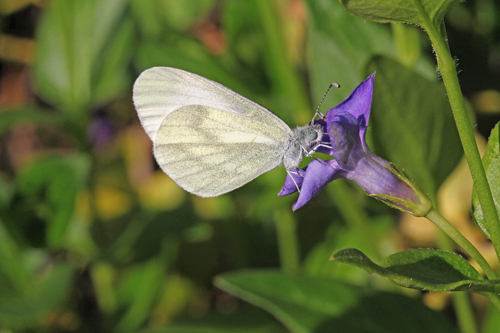 identificazione farfalla